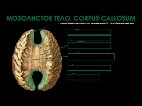— самая большая спайка (комиссура) полушарий, длиной 7— 9 см, в глубине продольной