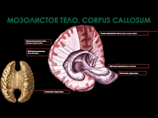 Ствол мозолистого тела, Truncus corporis callosi. Гиппокамп, hippocampus Валик мозолистого тела, Splenium corporis