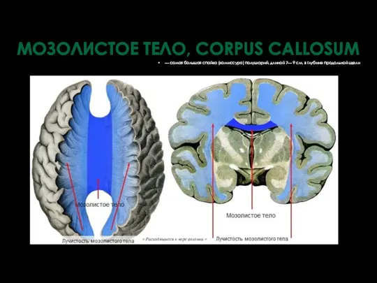 — самая большая спайка (комиссура) полушарий, длиной 7— 9 см,