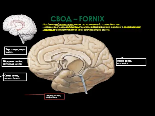 СВОД – FORNIX Находится под мозолистым телом, от гиппокампа до сосцевидных тел. –