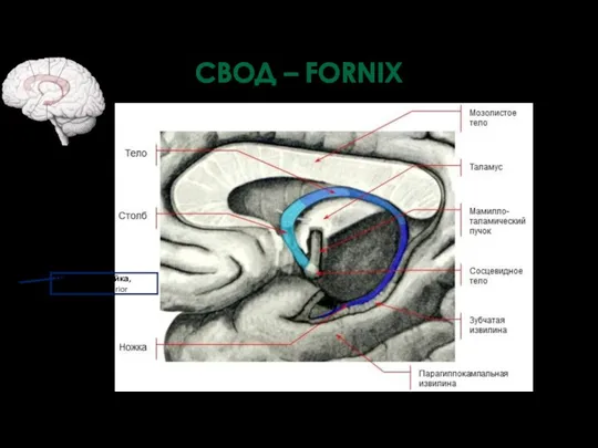 Передняя спайка, commissura anterior СВОД – FORNIX