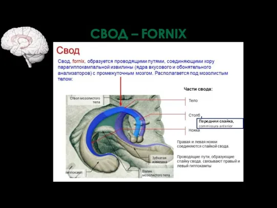 Передняя спайка, commissura anterior СВОД – FORNIX