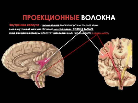 Внутренняя капсула – проекционные волокна от разных отделов коры, выше внутренней капсулы образуют