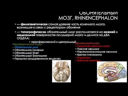 ОБОНЯТЕЛЬНЫЙ МОЗГ, RHINENCEPHALON — филогенетически самая древняя часть конечного мозга, возникшая в связи