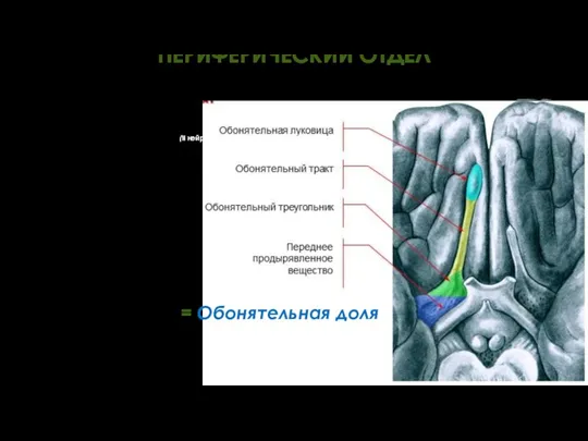 ПЕРИФЕРИЧЕСКИЙ ОТДЕЛ = Обонятельная доля (II нейроны (митральные клетки) обонятельного анализатора) (аксоны II