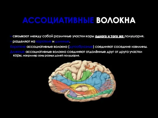 – связывают между собой различные участки коры одного и того