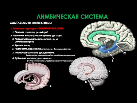 1. Корковые структуры - ЛИМБИЧЕСКАЯ ДОЛЯ: 1. Поясная извилина, gyrus