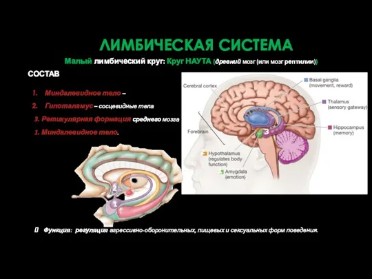 ЛИМБИЧЕСКАЯ СИСТЕМА Малый лимбический круг: Круг НАУТА (древний мозг (или мозг рептилии)) Миндалевидное