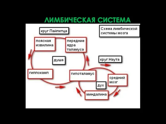 ЛИМБИЧЕСКАЯ СИСТЕМА