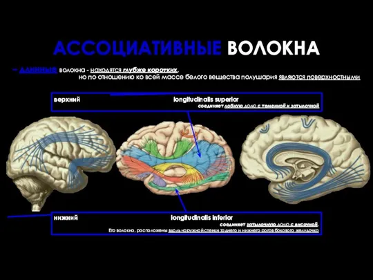 – длинные волокна - находятся глубже коротких, но по отношению