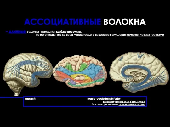 – длинные волокна - находятся глубже коротких, но по отношению ко всей массе