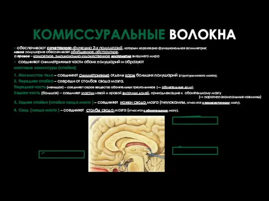 – обеспечивают сочетанную функцию 2-х полушарий, которым характерна функциональная асимметрия: