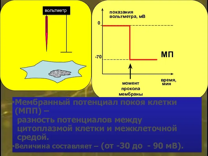 Мембранный потенциал покоя клетки (МПП) – разность потенциалов между цитоплазмой