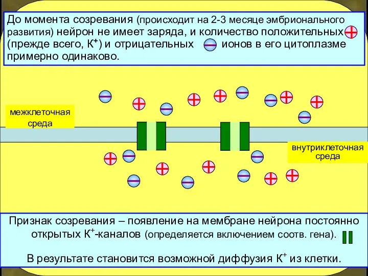 внутриклеточная среда Признак созревания – появление на мембране нейрона постоянно