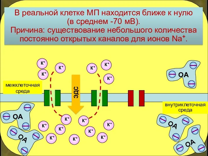 внутриклеточная среда межклеточная среда ЭДС В реальной клетке МП находится