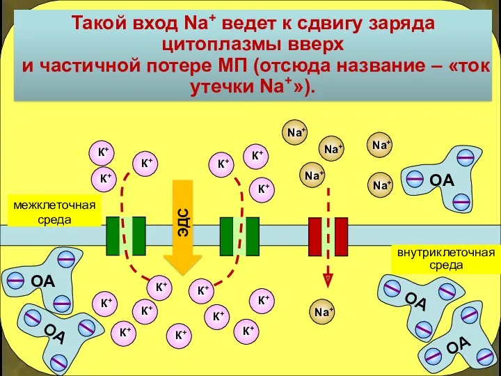 внутриклеточная среда межклеточная среда ЭДС Такой вход Na+ ведет к