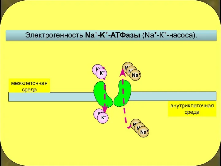 Электрогенность Na+-K+-АТФазы (Na+-К+-насоса). внутриклеточная среда межклеточная среда