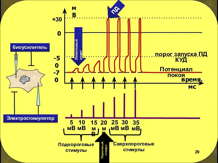 биоусилитель 0 -50 -70 10 мВ 15 мВ 20 мВ