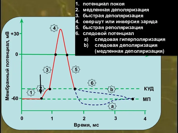 0 +30 -60 0 2 1 3 4 Время, мс