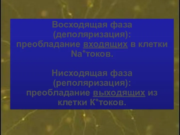 Восходящая фаза (деполяризация): преобладание входящих в клетки Na+токов. Нисходящая фаза (реполяризация): преобладание выходящих из клетки К+токов.