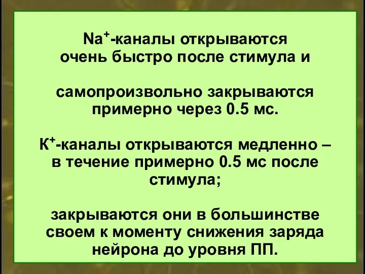 Na+-каналы открываются очень быстро после стимула и самопроизвольно закрываются примерно