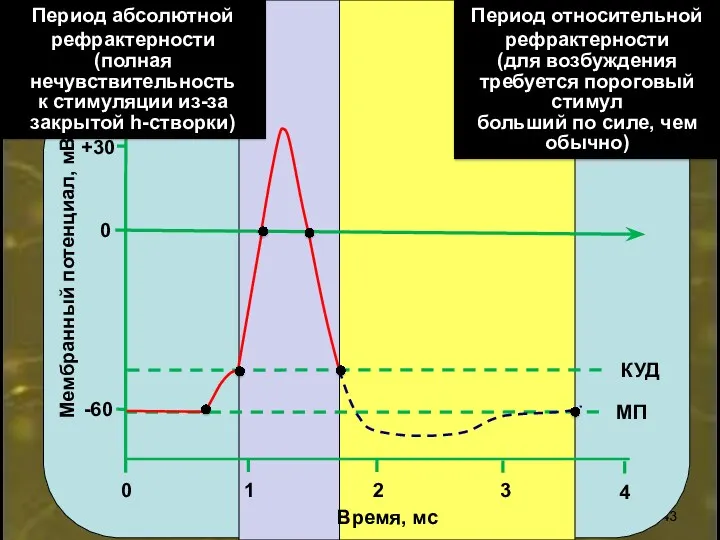 0 +30 -60 0 2 1 3 4 Время, мс