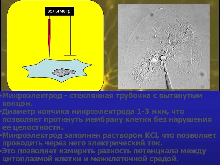 Микроэлектрод - стеклянная трубочка с вытянутым концом. Диаметр кончика микроэлектрода