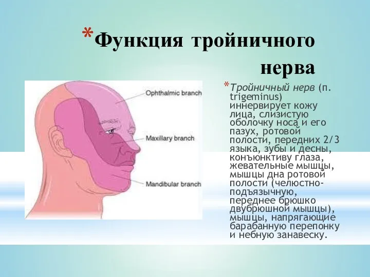 Функция тройничного нерва Тройничный нерв (п. trigeminus) иннервирует кожу лица,