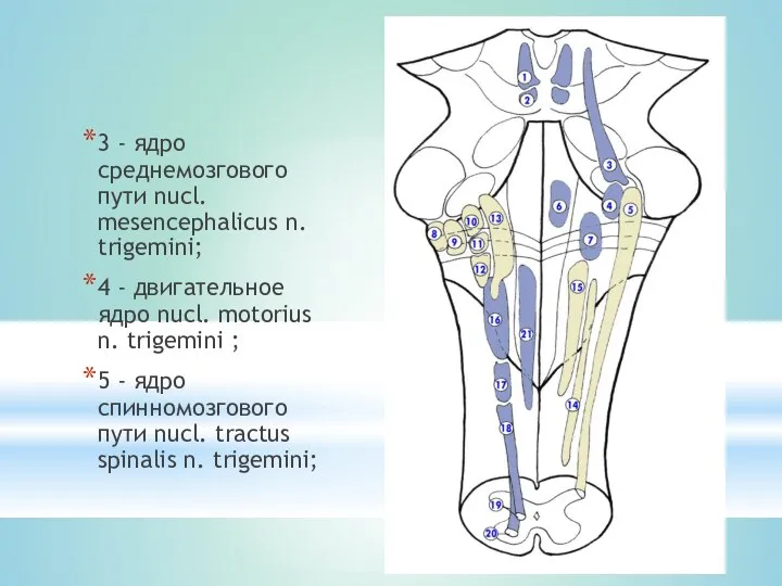 3 - ядро среднемозгового пути nucl. mesencephalicus n. trigemini; 4