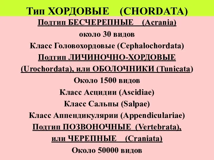 Тип ХОРДОВЫЕ (CHORDATA) Подтип БЕСЧЕРЕПНЫЕ (Acrania) около 30 видов Класс