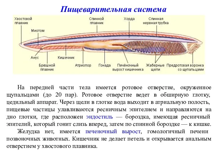 Пищеварительная система На передней части тела имеется ротовое отверстие, окруженное