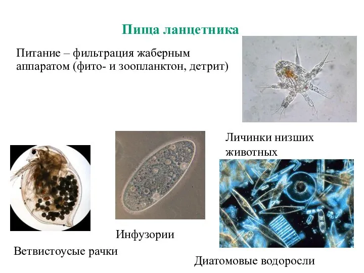 Пища ланцетника Инфузории Личинки низших животных Диатомовые водоросли Ветвистоусые рачки