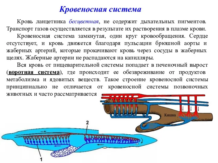 Кровеносная система Кровь ланцетника бесцветная, не содержит дыхательных пигментов. Транспорт