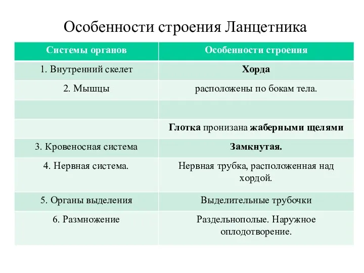 Особенности строения Ланцетника