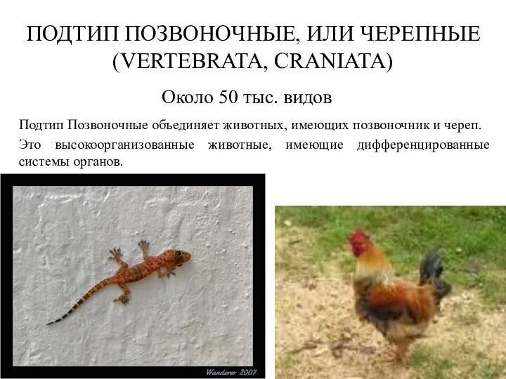 ПОДТИП ПОЗВОНОЧНЫЕ, ИЛИ ЧЕРЕПНЫЕ (VERTEBRATA, CRANIATA) Около 50 тыс. видов