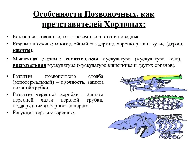 Особенности Позвоночных, как представителей Хордовых: Как первичноводные, так и наземные