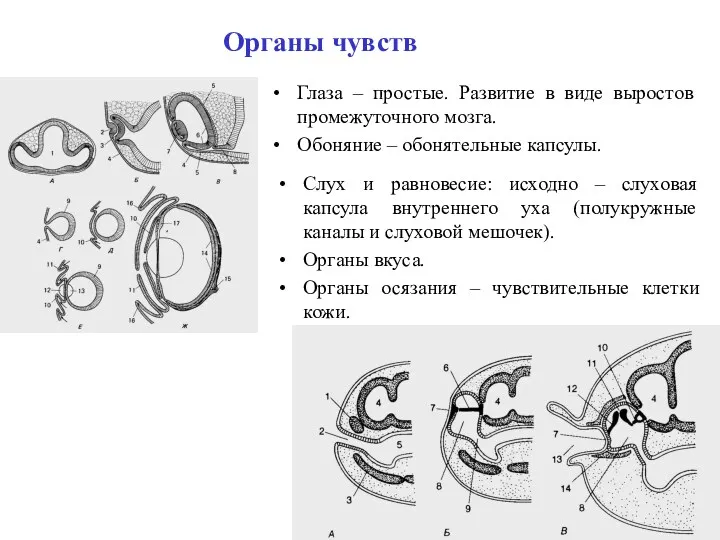 Органы чувств Глаза – простые. Развитие в виде выростов промежуточного