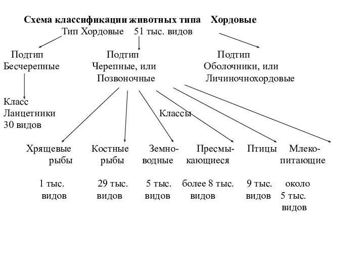 Схема классификации животных типа Хордовые Тип Хордовые 51 тыс. видов