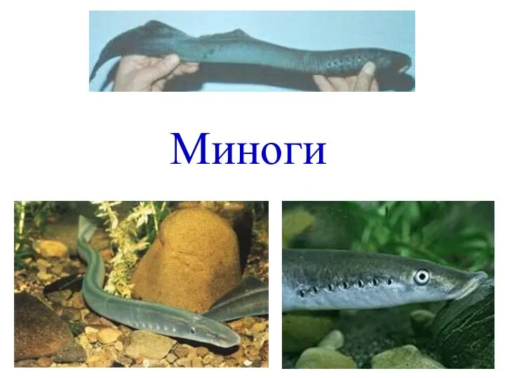 Миноги