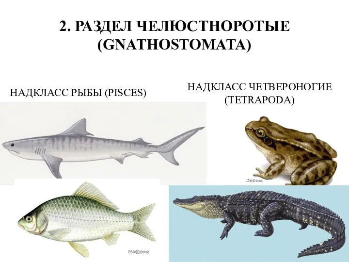 2. РАЗДЕЛ ЧЕЛЮСТНОРОТЫЕ (GNATHOSTOMATA) НАДКЛАСС РЫБЫ (PISCES) НАДКЛАСС ЧЕТВЕРОНОГИЕ (TETRAPODA)