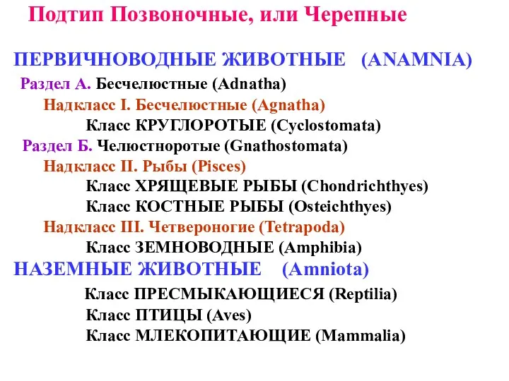 Подтип Позвоночные, или Черепные ПЕРВИЧНОВОДНЫЕ ЖИВОТНЫЕ (ANAMNIA) Раздел А. Бесчелюстные