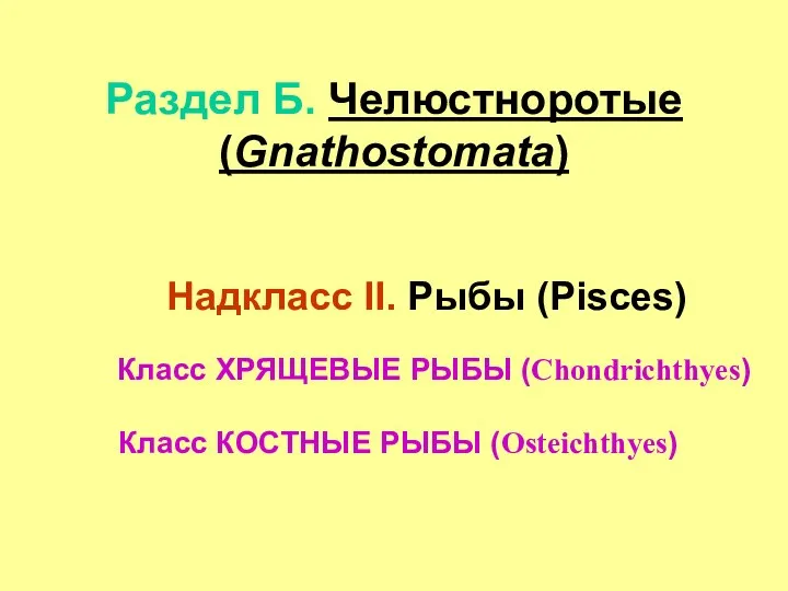 Раздел Б. Челюстноротые (Gnathostomata) Надкласс II. Рыбы (Pisces) Класс ХРЯЩЕВЫЕ РЫБЫ (Chondrichthyes) Класс КОСТНЫЕ РЫБЫ (Osteichthyes)