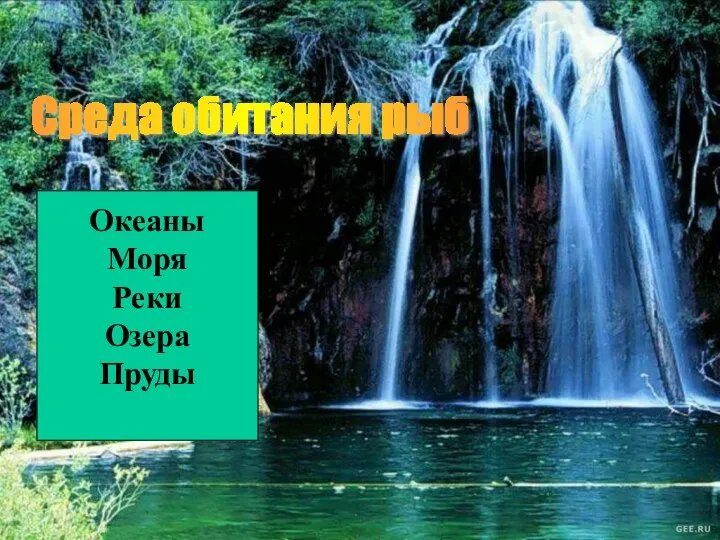 Среда обитания рыб Океаны Моря Реки Озера Пруды