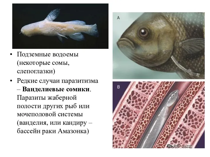 Подземные водоемы (некоторые сомы, слепоглазки) Редкие случаи паразитизма – Ванделиевые