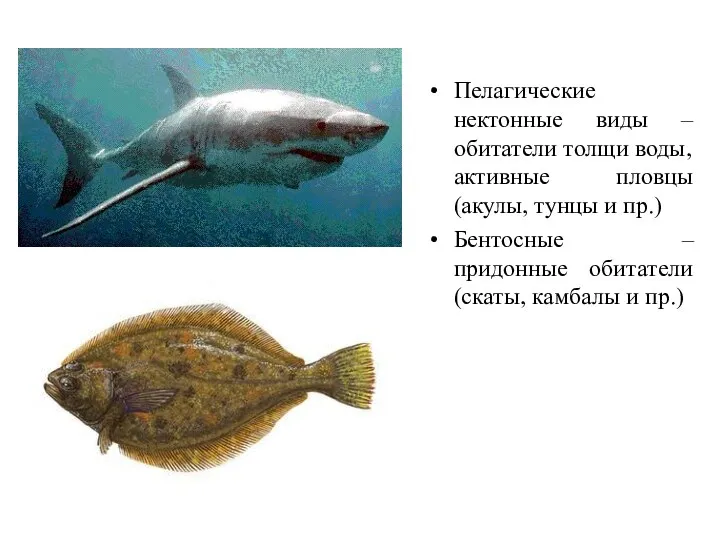Пелагические нектонные виды – обитатели толщи воды, активные пловцы (акулы,