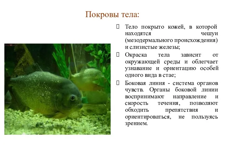 Покровы тела: Тело покрыто кожей, в которой находятся чешуи (мезодермального