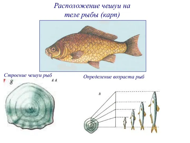 Расположение чешуи на теле рыбы (карп) Строение чешуи рыб Определение возраста рыб