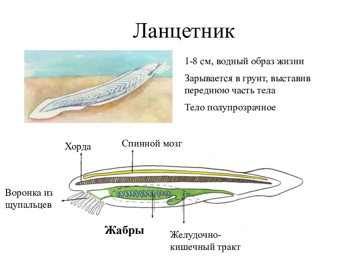 Ланцетник 1-8 см, водный образ жизни Зарывается в грунт, выставив