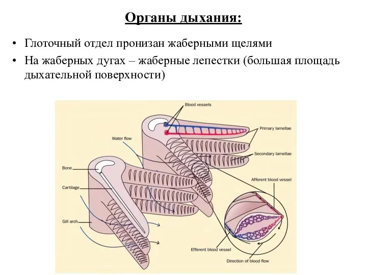 Органы дыхания: Глоточный отдел пронизан жаберными щелями На жаберных дугах