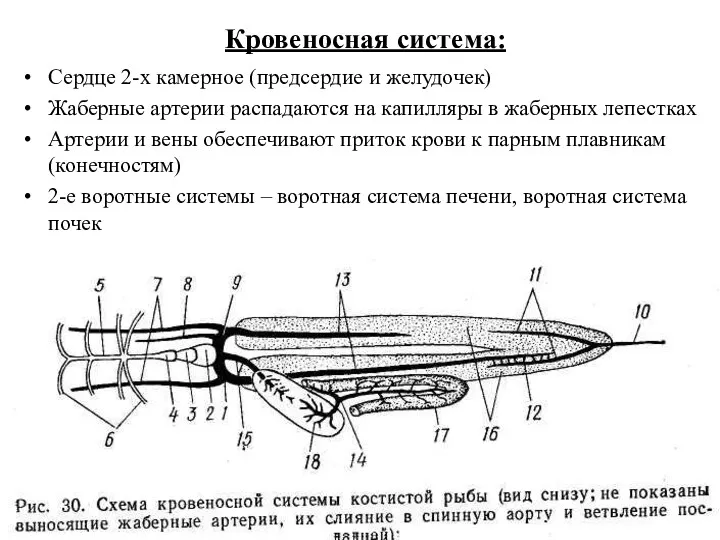 Кровеносная система: Сердце 2-х камерное (предсердие и желудочек) Жаберные артерии